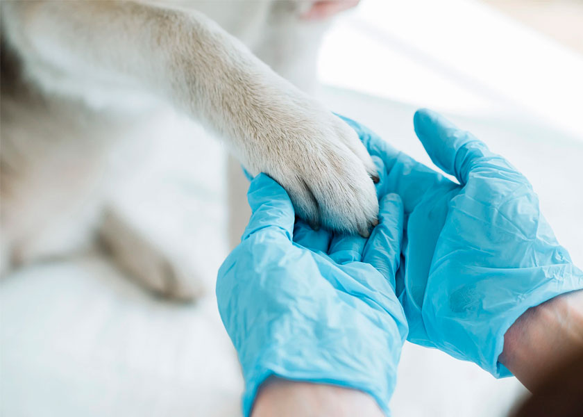 Ветеринар — профессия для желающих помогать животным