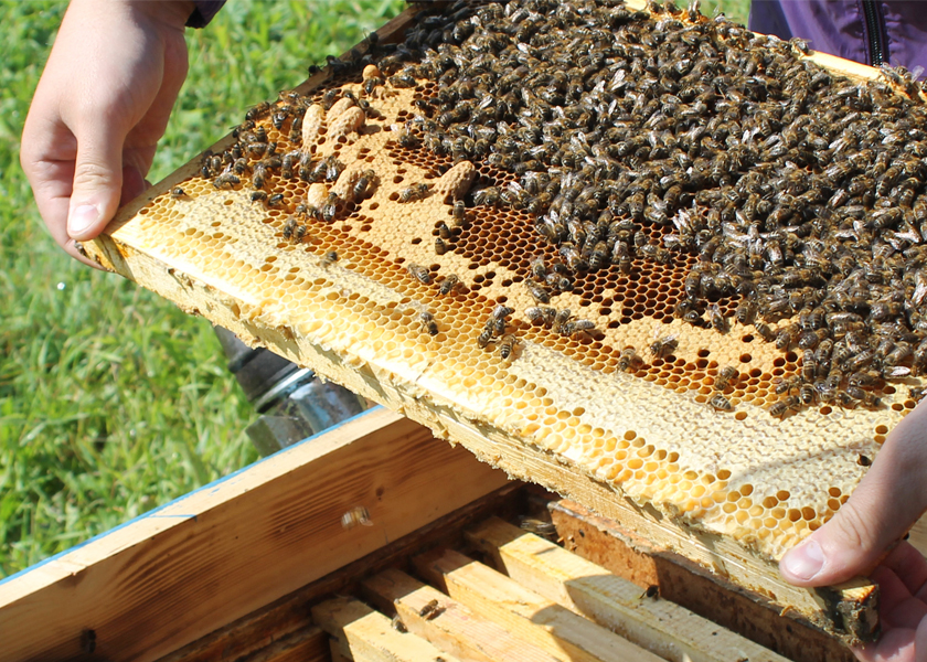 В МГУ имени А. А. Кулешова откроется курс по пчеловодству